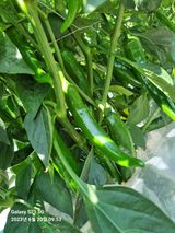 팜모닝 고추·일상 게시글 이미지