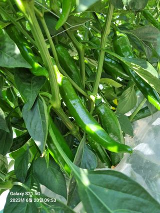 (복조리농장)김찬두님의 고추 · 일상 작성글 사진