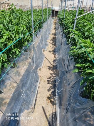 (복조리농장)김찬두님의 고추 · 일상 작성글 사진