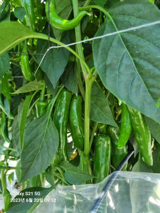 (복조리농장)김찬두님의 고추 · 일상 작성글 사진