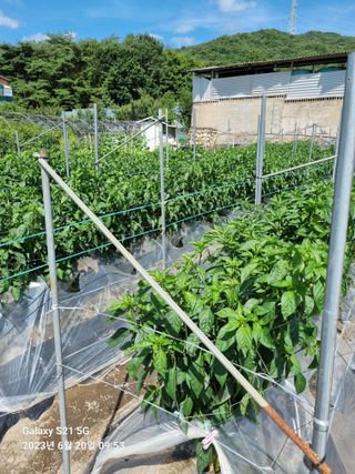 (복조리농장)김찬두님의 고추 · 일상 작성글 사진