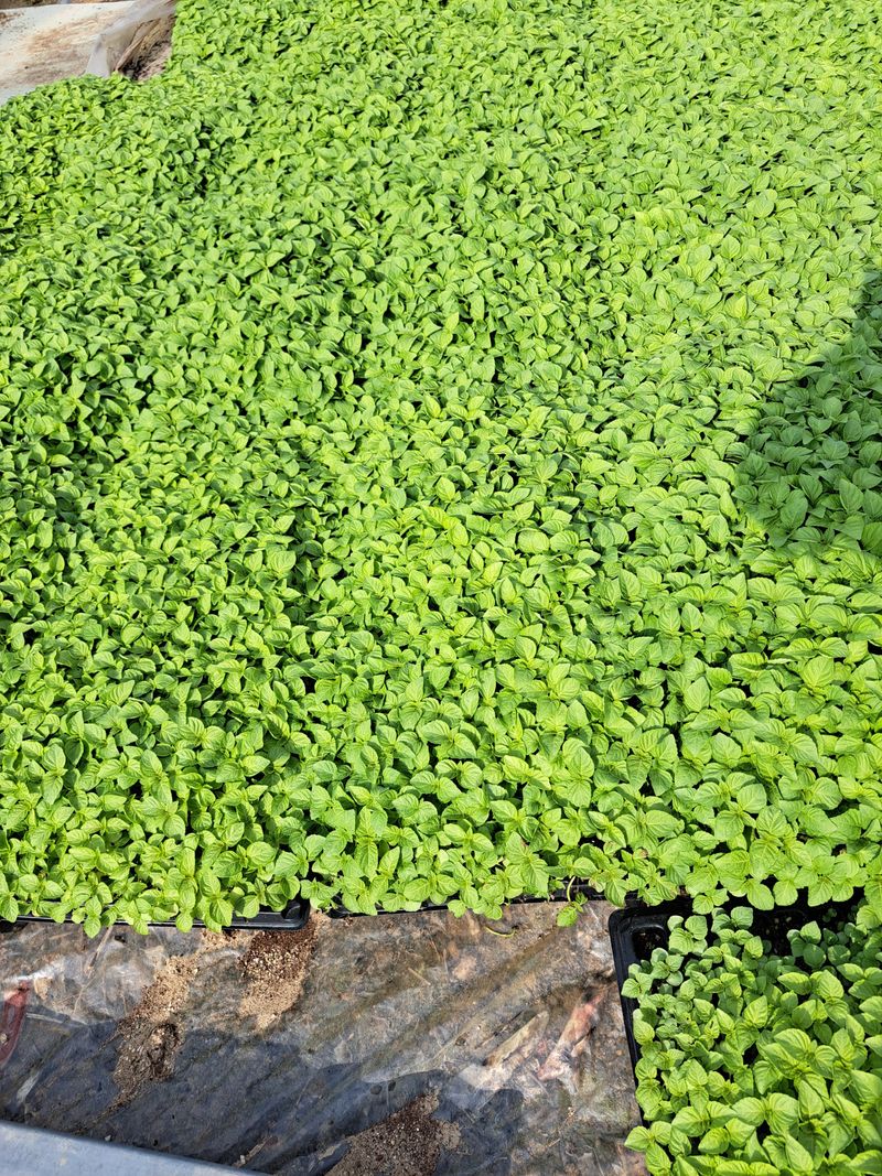 장터 상품 [재래종 들깨 모종 ] 썸네일