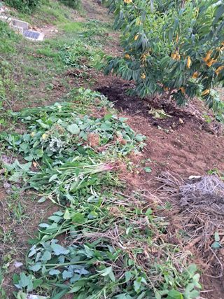 조명희님의 복숭아 · 자유게시판 작성글 사진