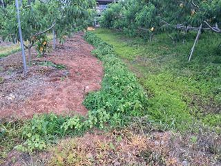 조명희님의 복숭아 · 자유게시판 작성글 사진