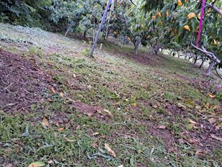 조명희님의 복숭아 · 자유게시판 작성글 사진