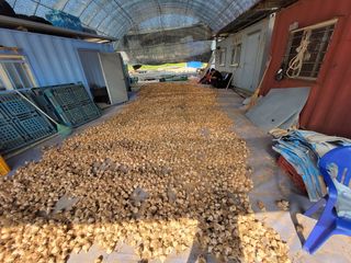 홍산농부님의 마늘 · 일상 작성글 사진