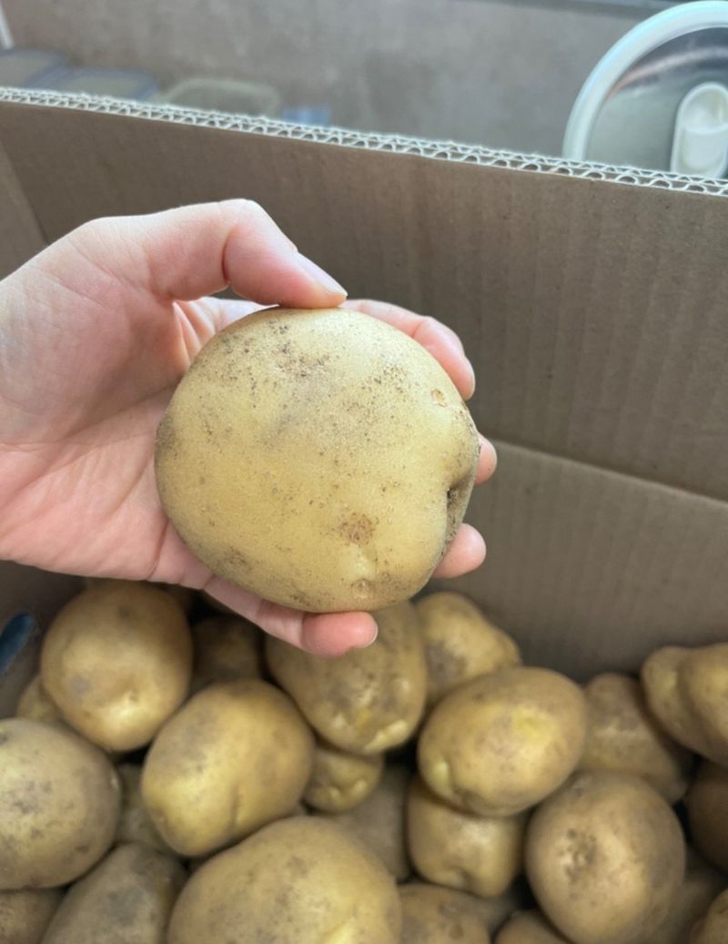 황병호님의 장터 판매 상품 [수미 감자 10kg 무료배송 ] 첨부 사진