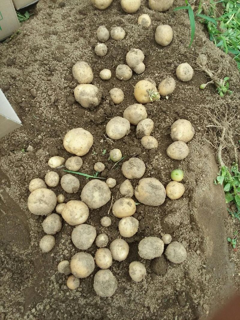 황병호님의 장터 판매 상품 [수미 감자 10kg 무료배송 ] 첨부 사진