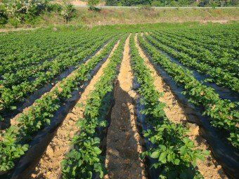 황병호님의 장터 판매 상품 [수미 감자 10kg 무료배송 ] 첨부 사진