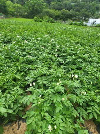 황병호님의 장터 판매 상품 [수미 감자 10kg 무료배송 ] 첨부 사진