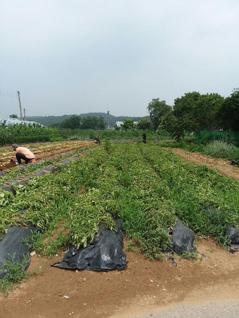 황병호님의 장터 판매 상품 [수미 감자 10kg 무료배송 ] 첨부 사진