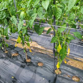 이창화님의 고추 · 병해충상담 작성글 사진