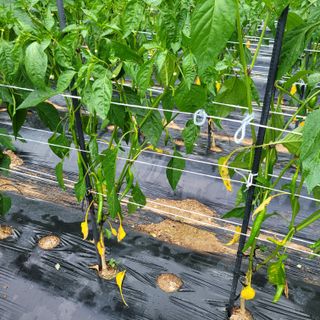 이창화님의 고추 · 병해충상담 작성글 사진