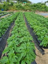 팜모닝 참깨·자유게시판 게시글 이미지