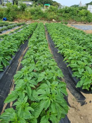 이근재님의 참깨 · 자유게시판 작성글 사진