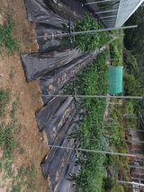 팜모닝 장마 대비 어떻게 하셨나요?·참여 게시글 이미지