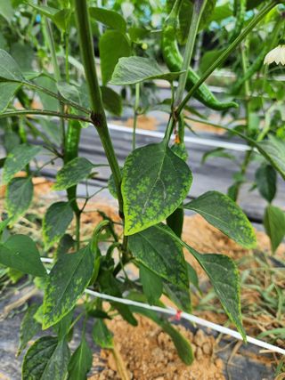 노아님의 고추 · 병해충상담 작성글 사진