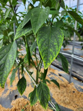 노아님의 고추 · 병해충상담 작성글 사진