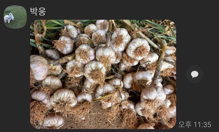 장터 상품 [홍산마늘] 썸네일