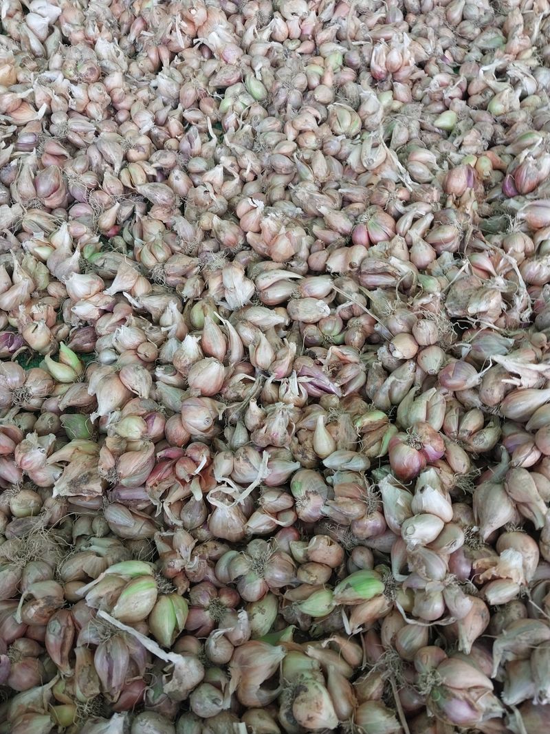 장터 상품 [쪽파종구  1kg] 썸네일