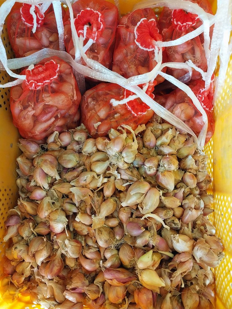 김창순님의 장터 판매 상품 [쪽파종구  1kg] 첨부 사진