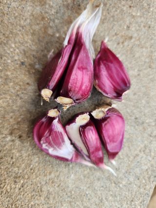 먹거리 아줌님의 마늘 · 수확 작성글 사진