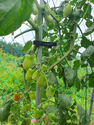 남 샘결 개둥맘님의 토마토 · 일상 작성글 사진