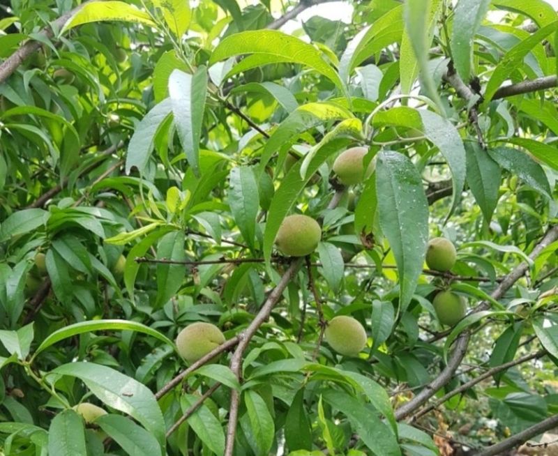 장터 상품 [개복숭아 완판입니다 내년에뵈요] 썸네일