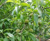 팜모닝 · 게시글 이미지