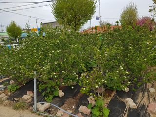 고성아로니아 님의 장마 대비 어떻게 하셨나요? · 참여 작성글 사진