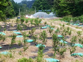 고성아로니아 님의 장마 대비 어떻게 하셨나요? · 참여 작성글 사진