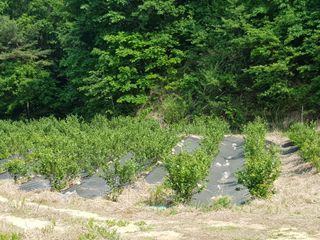 고성아로니아 님의 장마 대비 어떻게 하셨나요? · 참여 작성글 사진