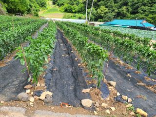 알 수 없음님의 고추 · 파종•정식 작성글 사진