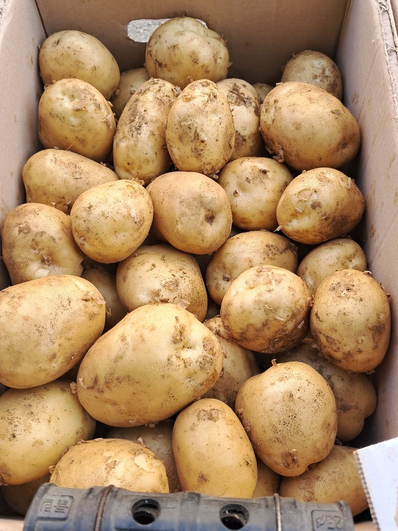 장터 상품 [감자 10kg   30000] 썸네일