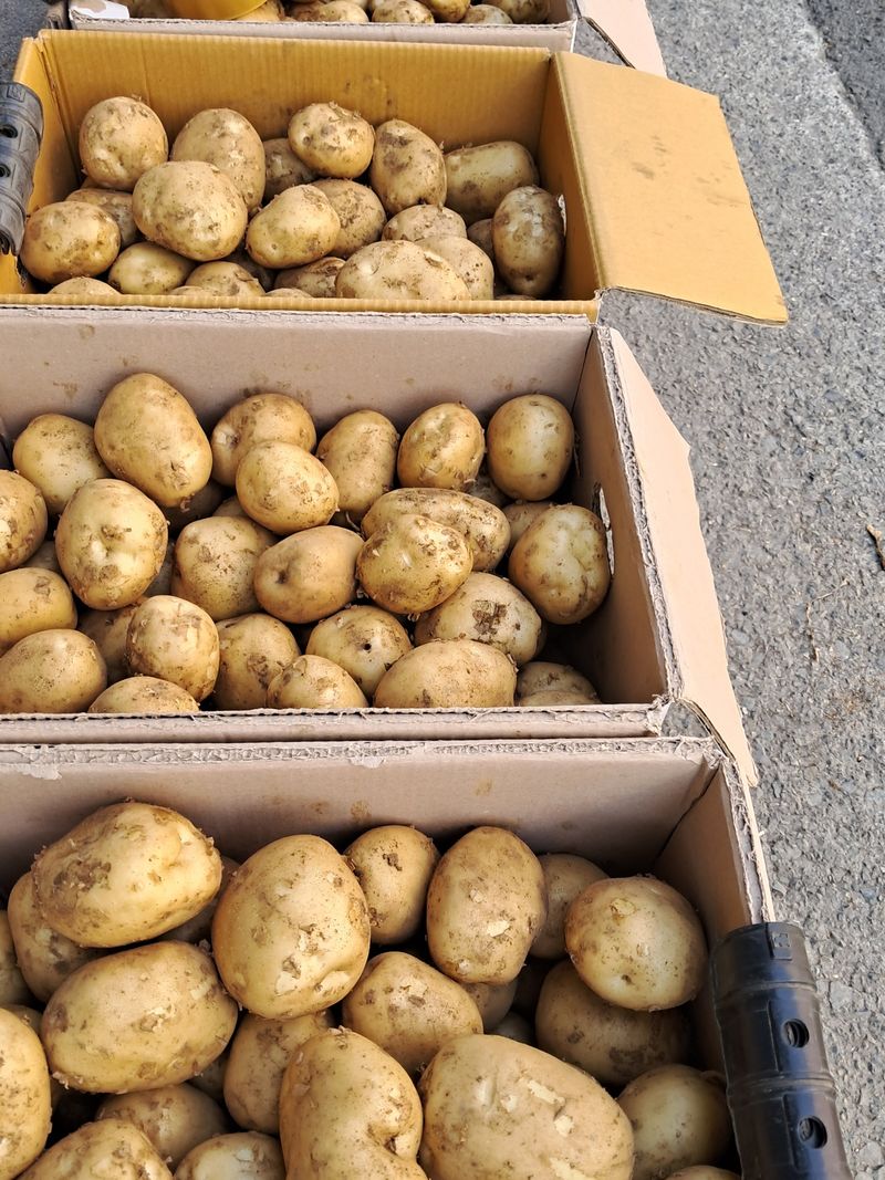 김기한님의 장터 판매 상품 [감자 10kg   30000] 첨부 사진