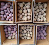 팜모닝 감자·자유게시판 게시글 이미지