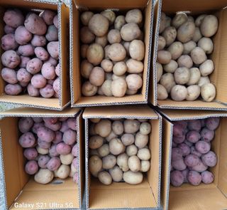 가야산자락한수덕님의 감자 · 자유게시판 작성글 사진