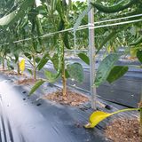 팜모닝 고추·병해충상담 게시글 이미지