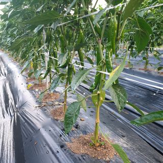 전명우님의 고추 · 병해충상담 작성글 사진