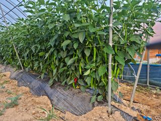 알 수 없음님의 고추 · 일상 작성글 사진