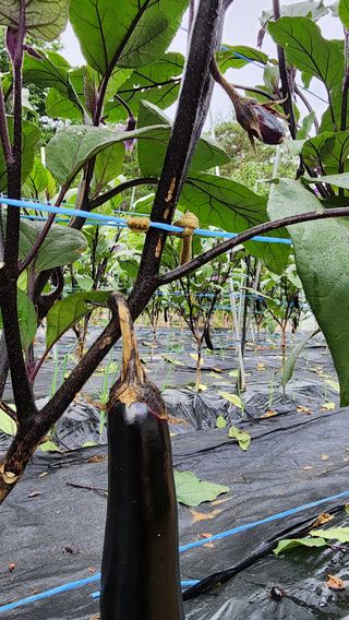 황가농원님의 기타작물 · 병해충상담 작성글 사진