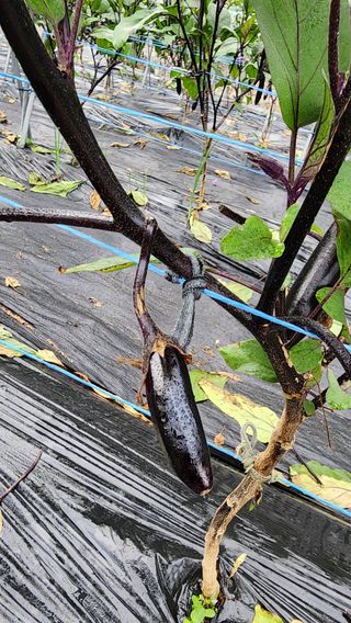 황가농원님의 기타작물 · 병해충상담 작성글 사진