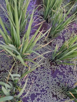 정영기대산축산농부♡님의 벼 · 병해충상담 작성글 사진