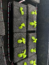 팜모닝 상추·병해충상담 게시글 이미지