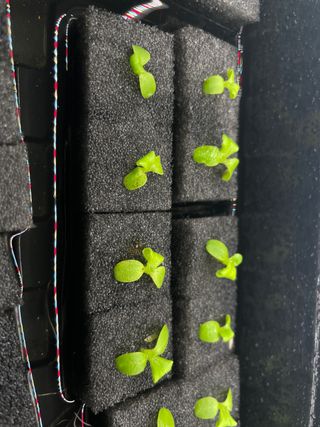 미니팜님의 상추 · 병해충상담 작성글 사진