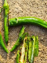 팜모닝 고추·병해충상담 게시글 이미지