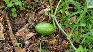 이봉수님의 고추 · 일상 작성글 사진