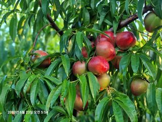 김정희님의 복숭아 · 자유게시판 작성글 사진