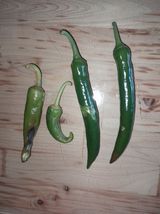 팜모닝 고추·병해충상담 게시글 이미지