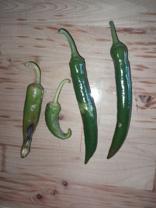 행복의집1592님의 고추 · 병해충상담 작성글 사진